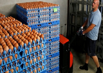 Eggs are packed to be sold at a poultry farm in Wortel near Antwerp, Belgium August 8, 2017. REUTERS/Francois Lenoir