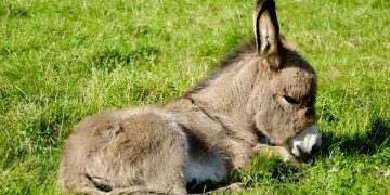A sweet donkey foal is resting on green grass