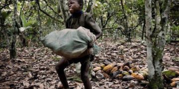 Деца робови собираат какао за Нестле во Африка