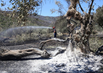 epaselect epa10053204 A firefighter at work in an olive grove in Amfissa, Greece, 05 July 2022. Thousands of acres burned due to the wildfire that broke out a day earlier, burning across three fronts in Fokida. Firefighters and volunteers battled with the flames through the night in Amfissa, taking advantage of the improved weather conditions to arrest the fire's path of destruction to the Sernikaki and Profitis Ilias areas by the morning of 05 July.  EPA-EFE/PANAGIOTIS PRAGIANNIS